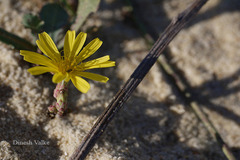 Launaea sarmentosa